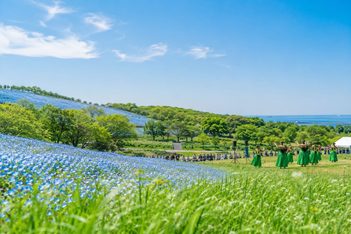 初夏の青空の下、ネモフィラと新緑に囲まれた丘でフラダンスが披露される国営ひたち海浜公園の風景